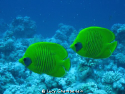 A pair of masked butterfly fish.  April 2009 by Lucy Chamberlain 